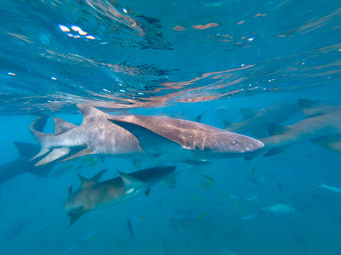 Tawny nurse sharks feeding in shallow waters near divers in South Ari Atoll