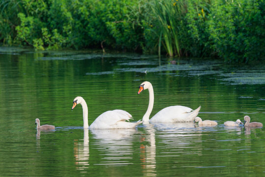 Mute Swan couple with four chicks swimming in a pond in Belgium