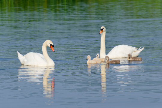 Mute swan couple swims with their four chicks in a lake during daytime in Belgium