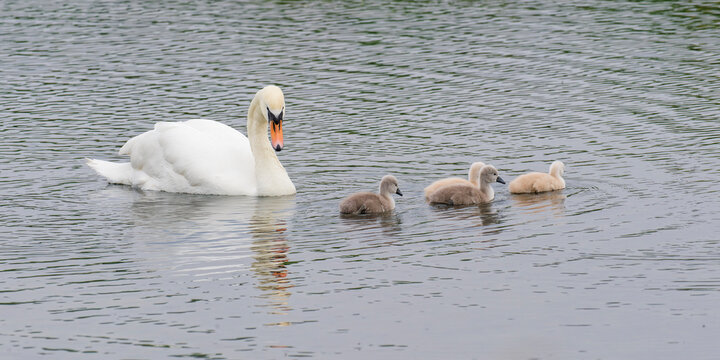Mute Swan couple swimming with four chicks in a water body during the day in Belgium