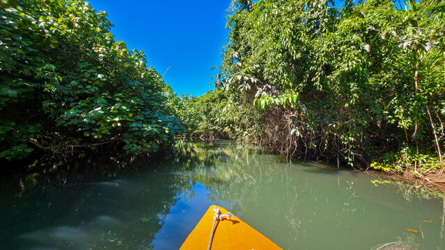 Exploring Indian River area with canoe in lush greenery and calm water during bright sunny day in Dominica