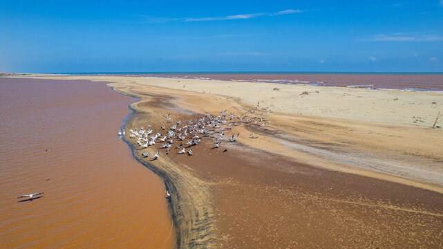 Pelicans gather along the Juba river banks near the Indian Ocean in Jubaland