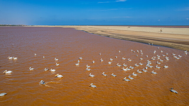 Pelicans gather on the Juba river as it meets the Indian Ocean in Kismayo, Jubaland, Somalia
