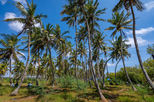 Palm trees along Juba river with blue sky and greenery in Kismayo, Jubaland, Somalia