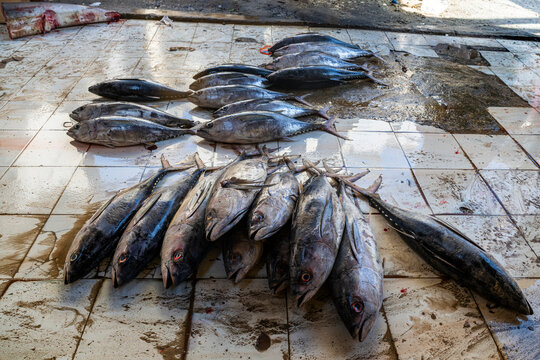 Barracudas piled on the floor of a fish market displaying the catch of the day in Mogadishu