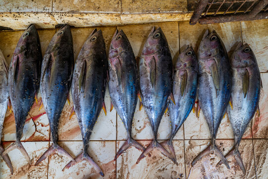 Barracudas displayed on a table in the fish market of Mogadishu during the early morning hours of the day