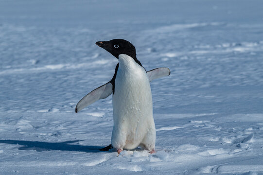 Emperor penguin (Aptenodytes forsteri), emperor penguin colony, Atka Bay, German Neumayer Station III, Antarctica