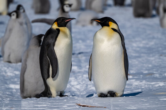 Emperor penguin (Aptenodytes forsteri), emperor penguin colony, Atka Bay, German Neumayer Station III, Antarctica