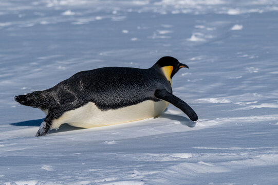 Emperor penguin (Aptenodytes forsteri), emperor penguin colony, Atka Bay, German Neumayer Station III, Antarctica