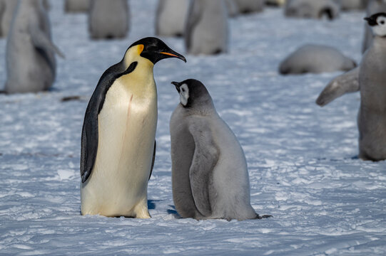 Emperor penguin (Aptenodytes forsteri) mother and child, emperor penguin colony, Atka Bay, German Neumayer Station III, Antarctica