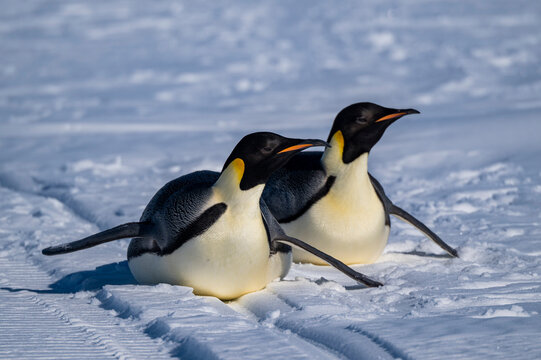 Emperor penguin (Aptenodytes forsteri), emperor penguin colony, Atka Bay, German Neumayer Station III, Antarctica
