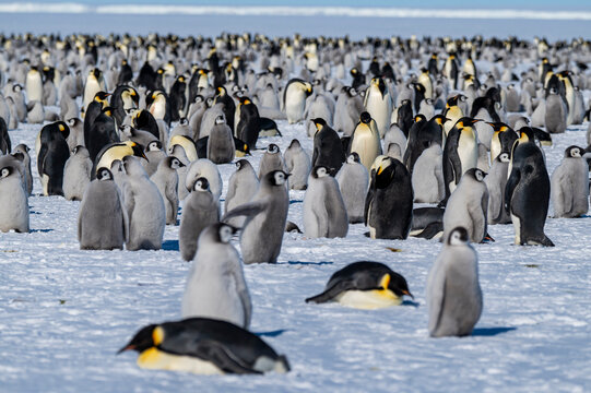 Emperor penguin (Aptenodytes forsteri), emperor penguin colony, Atka Bay, German Neumayer Station III, Antarctica