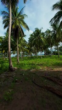 Vertical video. Drone Flying Fast at Low Altitude Through a Tropical Coconut Palm Grove Toward the Coast, Wide Angle Perspective, Dynamic Flight, Freedom and Adventure