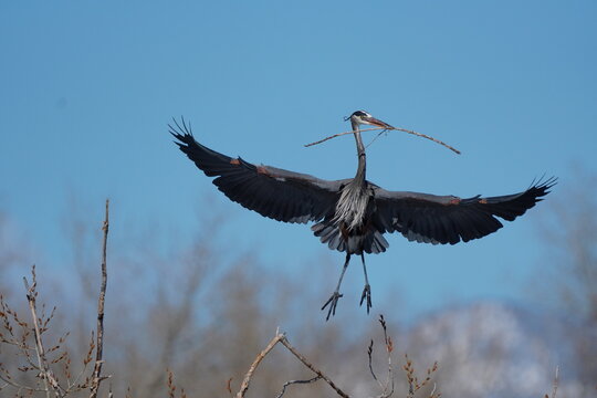 Great Blue Heron (Ardea herodias) carrying a stick back to nest., United States of America