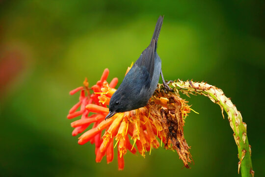 Slaty Flowerpiercer (Diglossa plumbea), Costa Rica