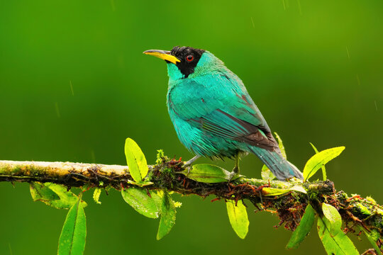Green Honeycreeper (Chlorophanes spiza) male on a perch, Costa Rica