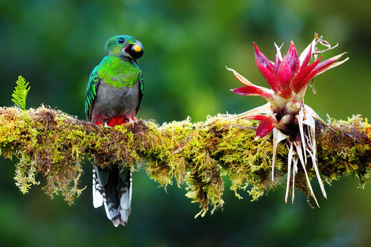 Resplendent Quetzal (Pharomachrus mocinno) female eating an avocado, Costa Rica