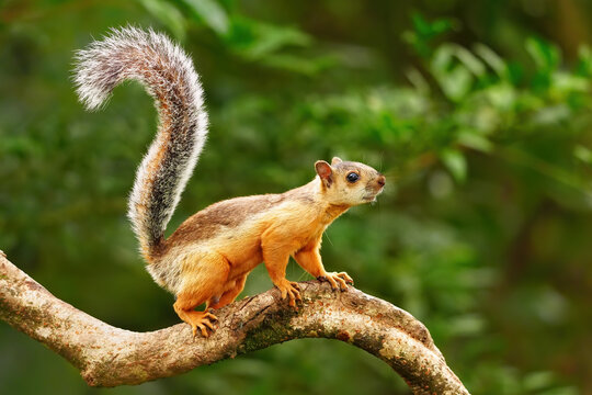 Variegated Squirrel (Sciurus variegatoides) on a branch, Costa Rica
