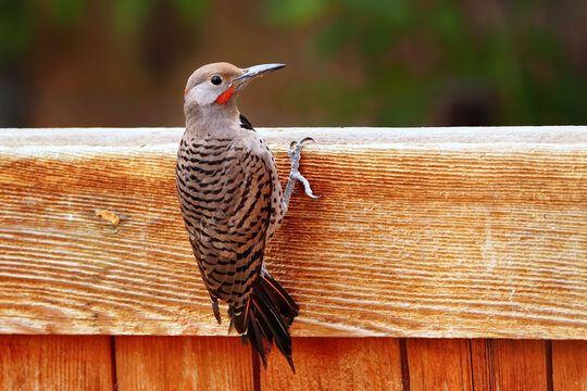 Northern Flicker (Colaptes auratus) on a fence, United States of America