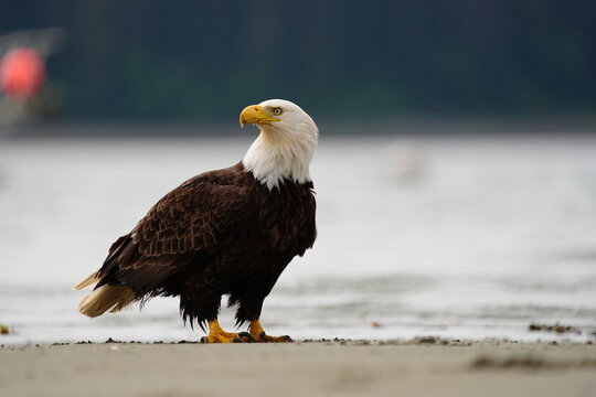 Bald Eagle (Haliaeetus leucocephalus) on a beach, United States of America