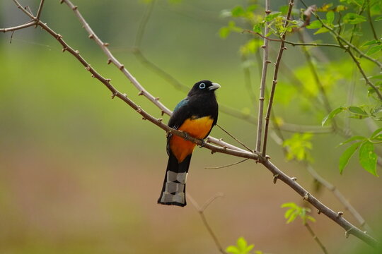 Black-headed Trogon (Trogon melanocepahus) on a branch, Costa Rica