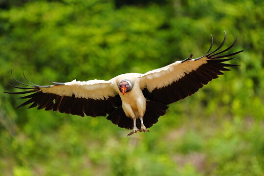 King Vulture (Sarcoramphus papa) in flight, Costa Rica