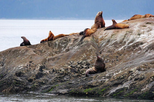 Stellar sea lions (Eumetopias jubatus) on a rock, United States of America