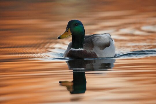Mallard male (Anas platyrhynchos) on water, United States of America