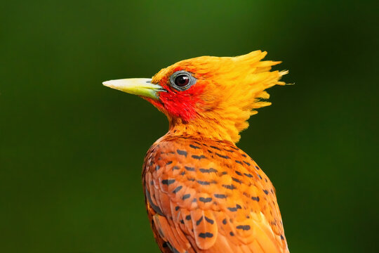 Chestnut-colored Woodpecker (Celeus castaneus) portrait, Costa Rica
