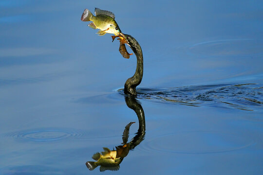 Anhinga (Anhinga anhinga) with a speared fish, United States of America