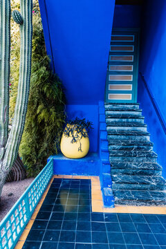 Tropical flowers in pots in front of blue background, Marrakesh, Morocco
