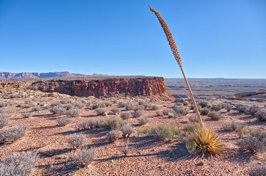 Agave flower stalk reaches upward on Soap Creek Mesa in a desert landscape at Vermilion Cliffs National Monument Arizona