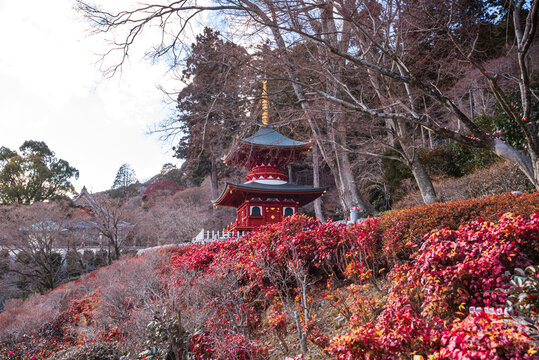 Red pagoda at Ryuanji Temple framed by winter trees and camellia flowers in Minoh, Osaka Prefecture, Japan
