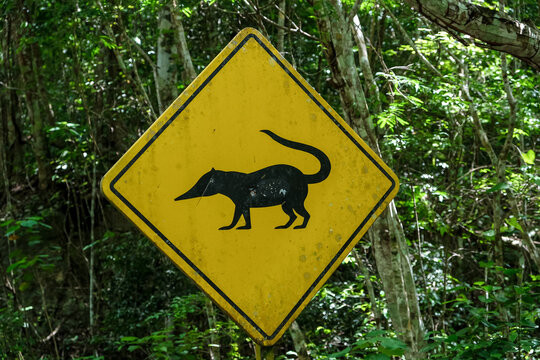 Wildlife warning sign depicting a coati in Tikal reminding visitors of the diverse fauna in the forested archaeological park