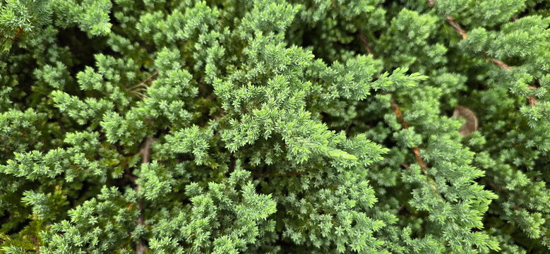 Dwarf juniper (Juniperus procumbens 'Nana') is a plant in the coniferous family (Cupressaceae). Its leaves are slender, with sharp, pointed tips, resembling short needles.
