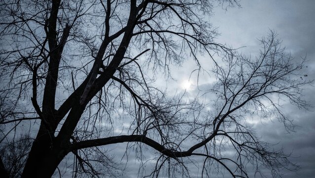 Bare tree branches against a moody overcast sky with soft sunlight filtering through clouds.