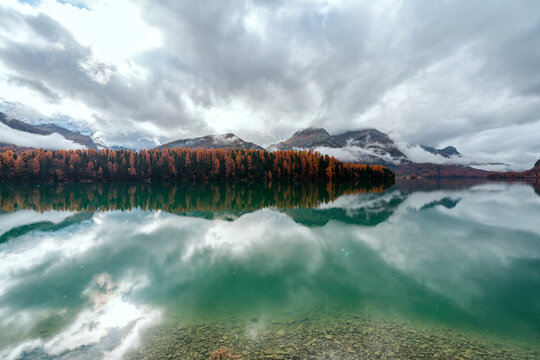 Larch trees mirrored in Lake Sils at fall, Maloja Region, Engadin, Graubunden, Switzerland