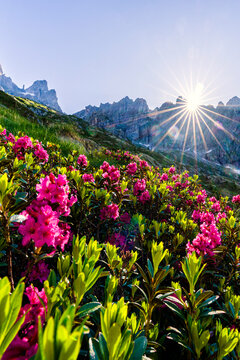 Sunburst over rhododendrons, Val Torrone, Val Masino, Valtellina, Province of Sondrio, Lombardy, Italy