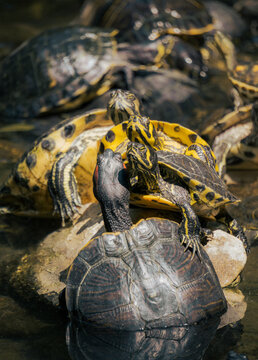 Group of freshwater turtles basking on rocks in shallow water at Lake Kournas, Crete, Greece, with natural sunlight and close-up detail.