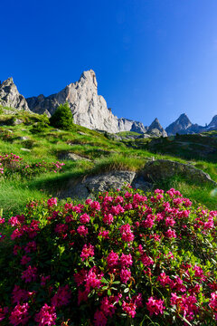 Rhododendrons surrounding Picco Luigi Amedeo, Val Torrone, Val Masino, Valtellina, Province of Sondrio, Lombardy, Italy
