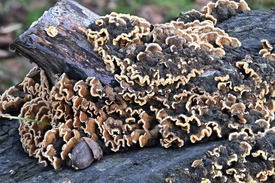 Hairy Curtain fungus (Stereum hirsutist) growing on fallen tree trunk