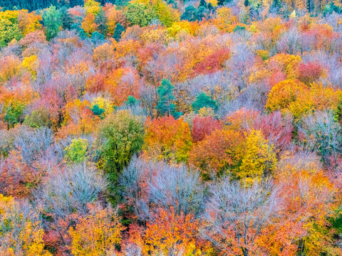 Aerial view of valley Remstal, morning fog at sunrisse, colorful vineyard, autumn colours, Baden Wuerttemberg, Germany