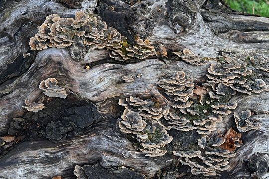 Turkey Tail fungus (Trametes versicolor) growing on fallen tree trunk