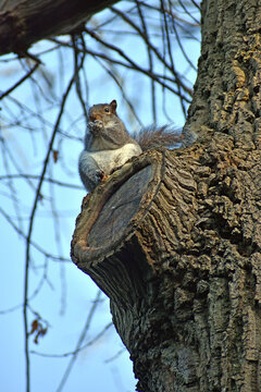 Squirrel eats on a tree trunk in London during a sunny day in late autumn