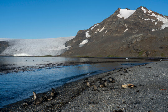 Antarctic fur seals (Arctocephalus gazella), Possession Bay, South Georgia