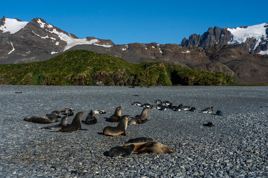 Antarctic fur seals (Arctocephalus gazella), Possession Bay, South Georgia