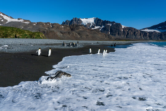 Antarctic fur seals (Arctocephalus gazella) and King penguins (Aptenodytes patagonicus), Possession Bay, South Georgia
