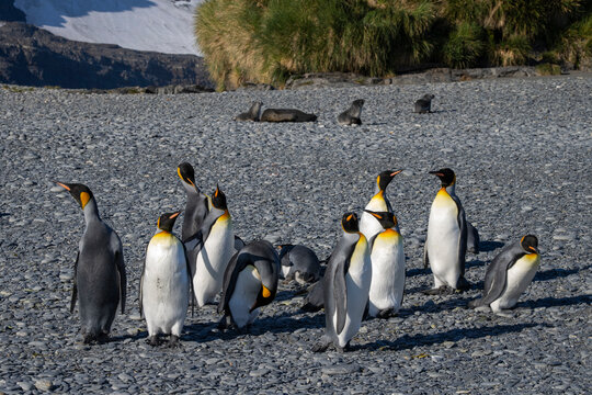 King penguins (Aptenodytes patagonicus), Possession Bay, South Georgia