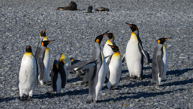 King penguins (Aptenodytes patagonicus), Possession Bay, South Georgia
