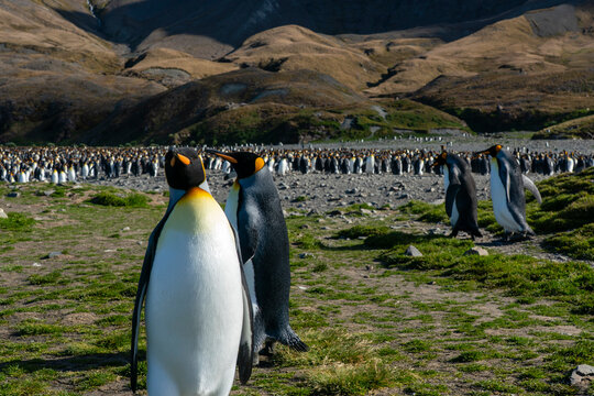 King penguins (Aptenodytes patagonicus), Fortuna Bay, South Georgia